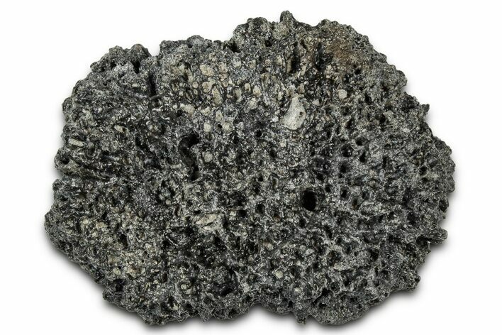 Fossil Glyptodont (Glyptotherium) Bony Armor Osteoderm - Florida #351083